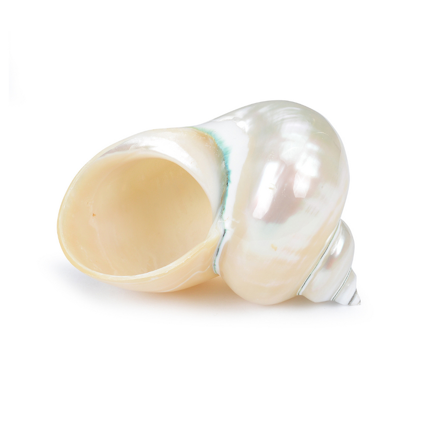 Conch Shell's have been used for thousands of years in sacred ceremonies to bring good future and riches to people's lives. Even if blown, they release tension and bring positivity in the person blowing.
